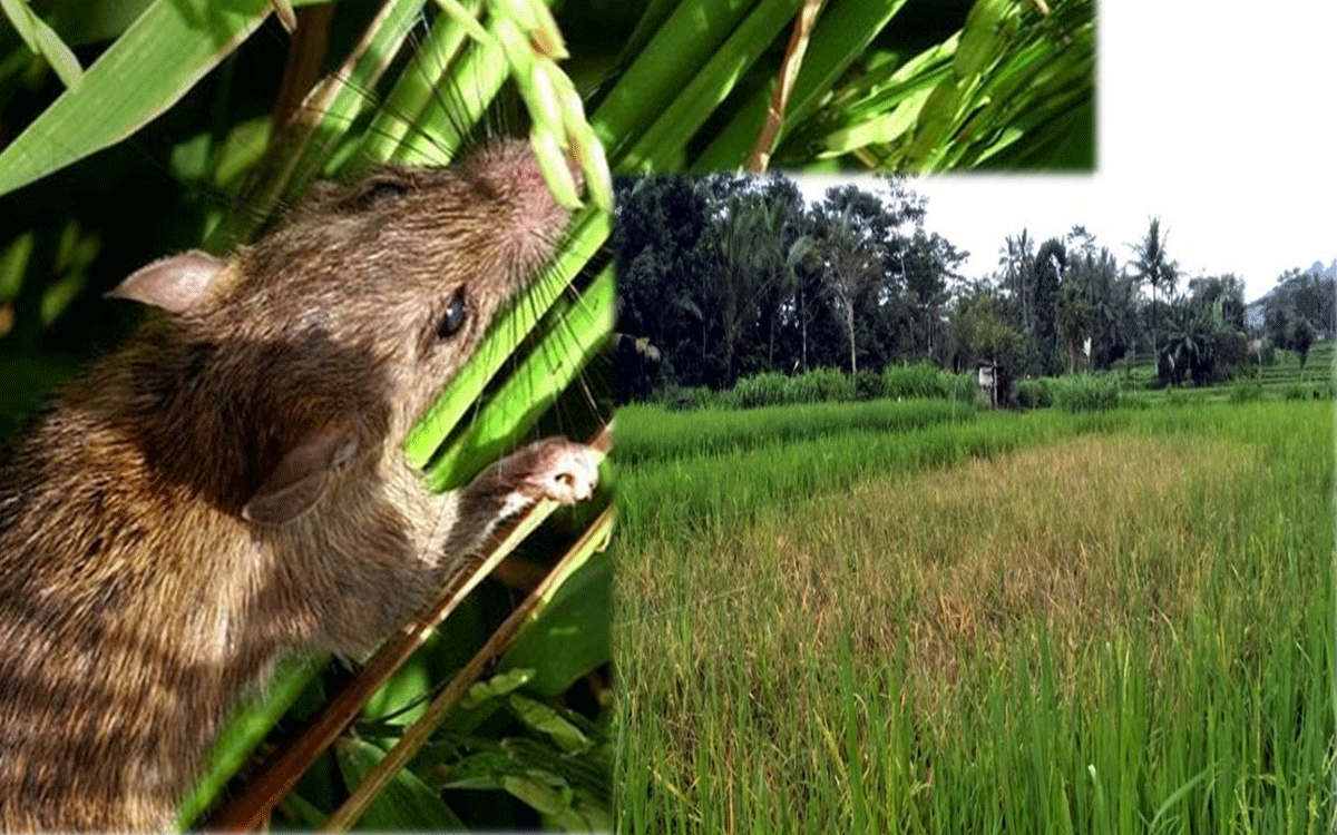 Crop-Destroying Field Rats: Proven Integrated Control Methods