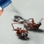 Keep Pests Out, Simple Strategies For A Pest-Free Home