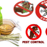 Effective Pest Control Strategies for a Healthy Home