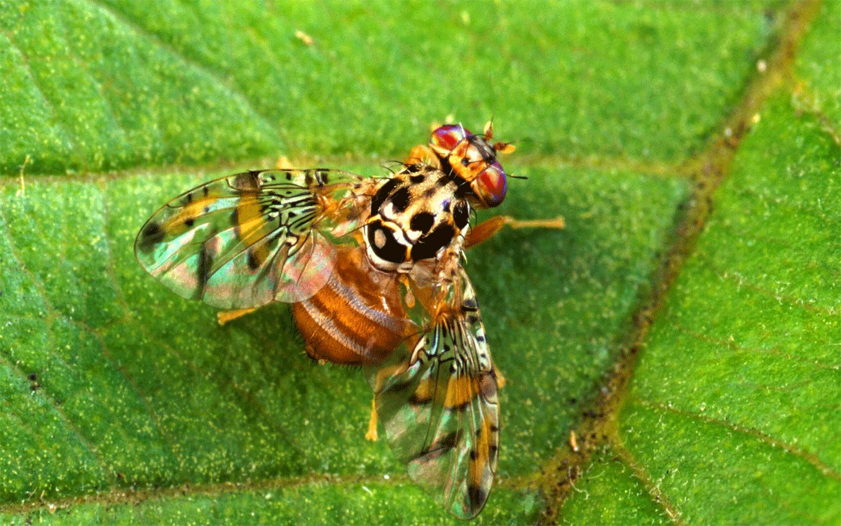 Fruit Flies: Tropical Fruit Destroyers That Reduce Crop Yields