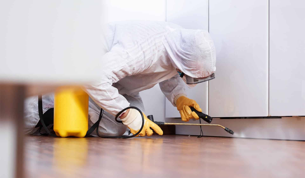 Effective Pest Control Solutions for Homes and Businesses