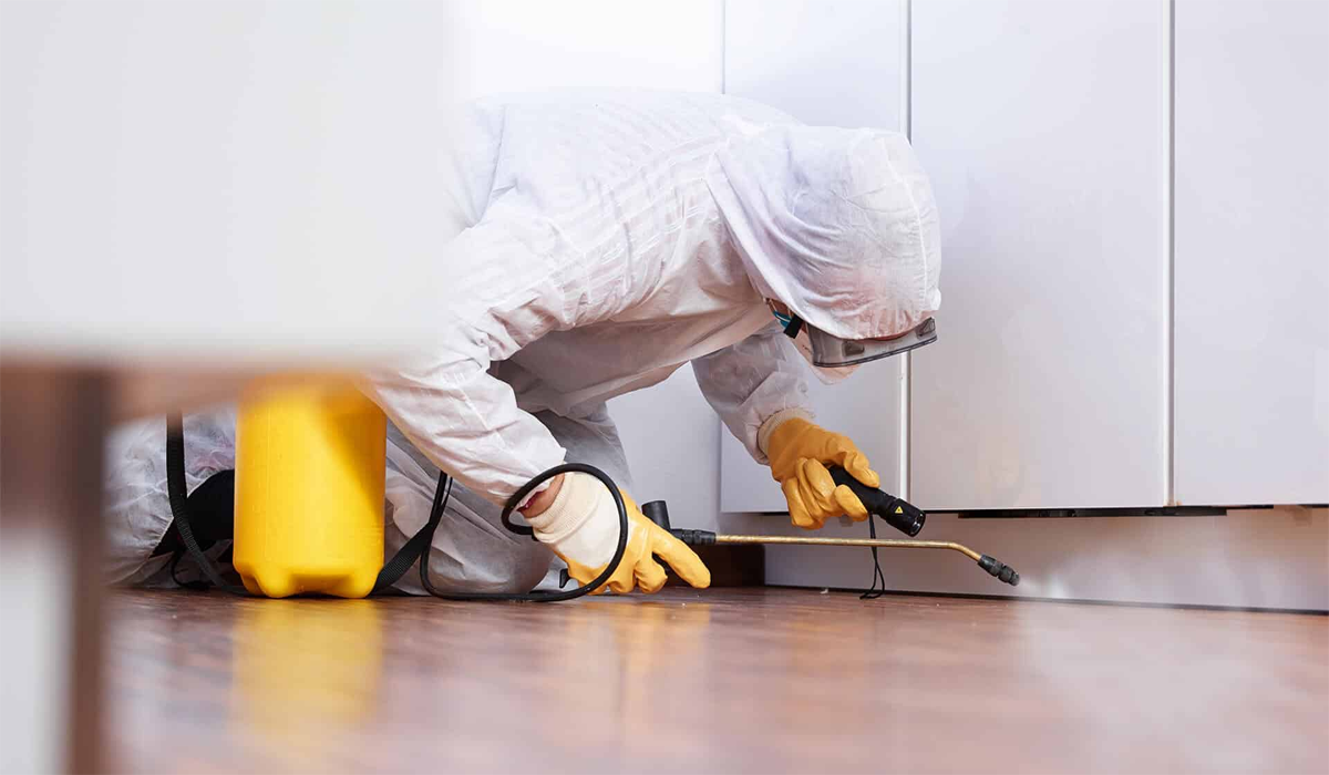 Effective Pest Control Solutions for Homes and Businesses
