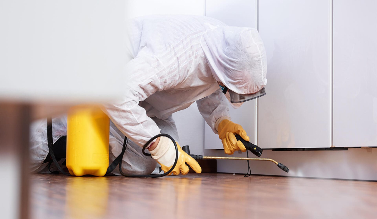 Essential Pest Control Solutions for Businesses