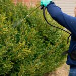Green Pest Control, A Safer Way to Protect Your Home and Environment