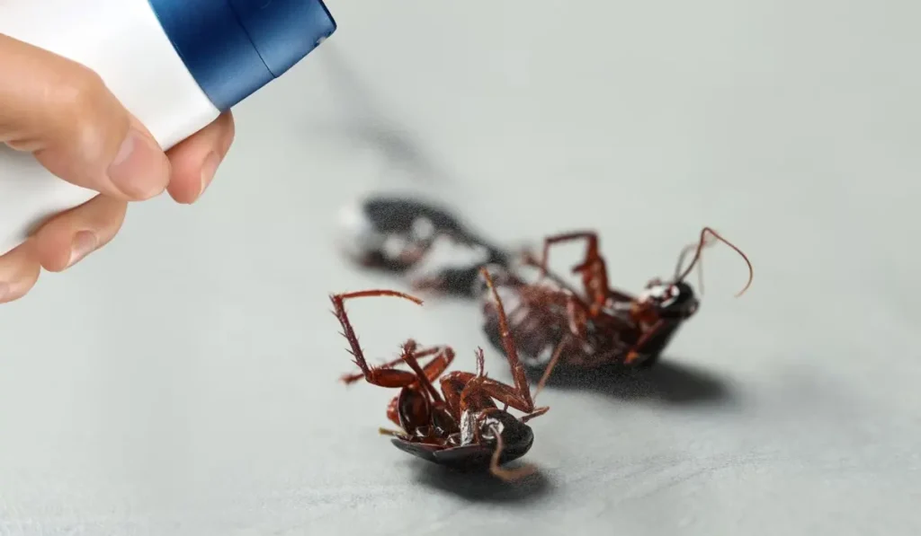 The Secret to a Pest-Free Home Prevention Tips from Inside to Outside The Secret to a Pest-Free Home Prevention Tips from Inside to Outside