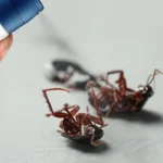 The Secret to a Pest-Free Home Prevention Tips from Inside to Outside