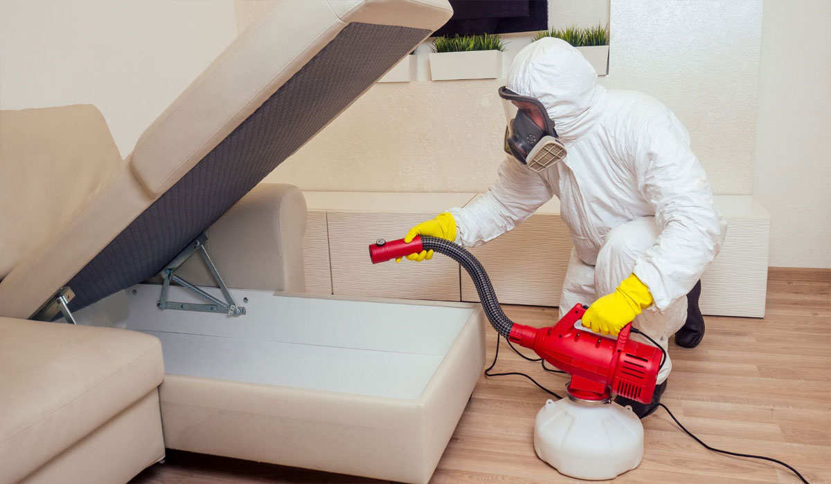 Practical Solutions To Prevent Pests from Entering Your Home