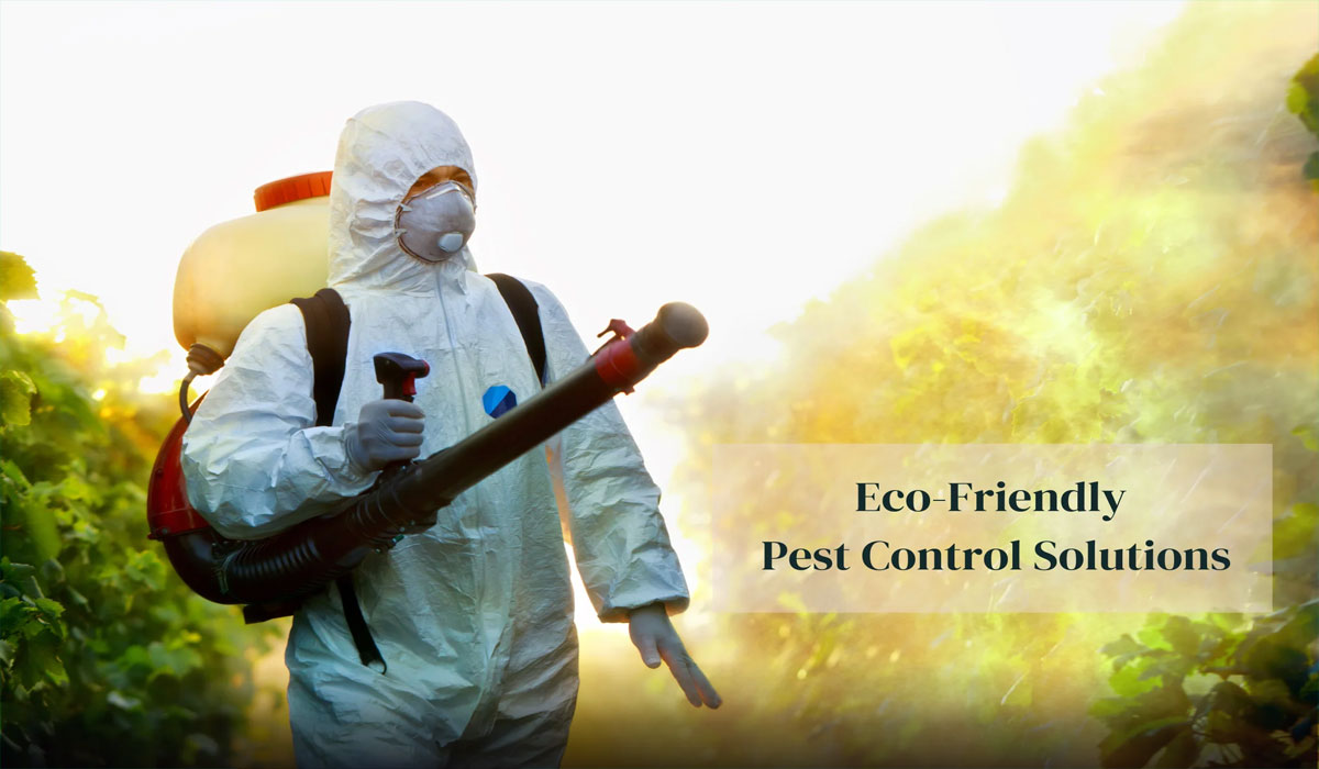 Modern Pest Control: Effective and Environmentally Friendly Solutions