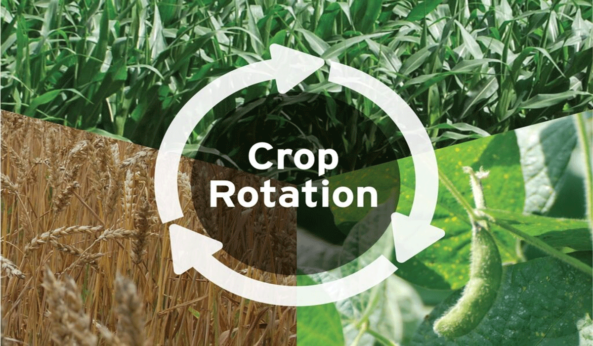 Crop Rotation and Diversification