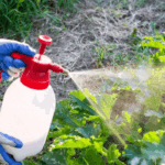 Natural Pest Solutions That Protect Your Home and Environment