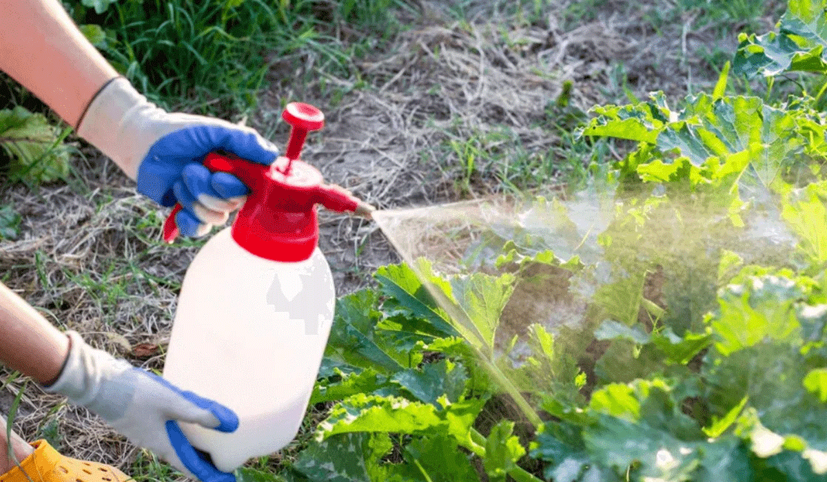 Natural Pest Solutions That Protect Your Home and Environment