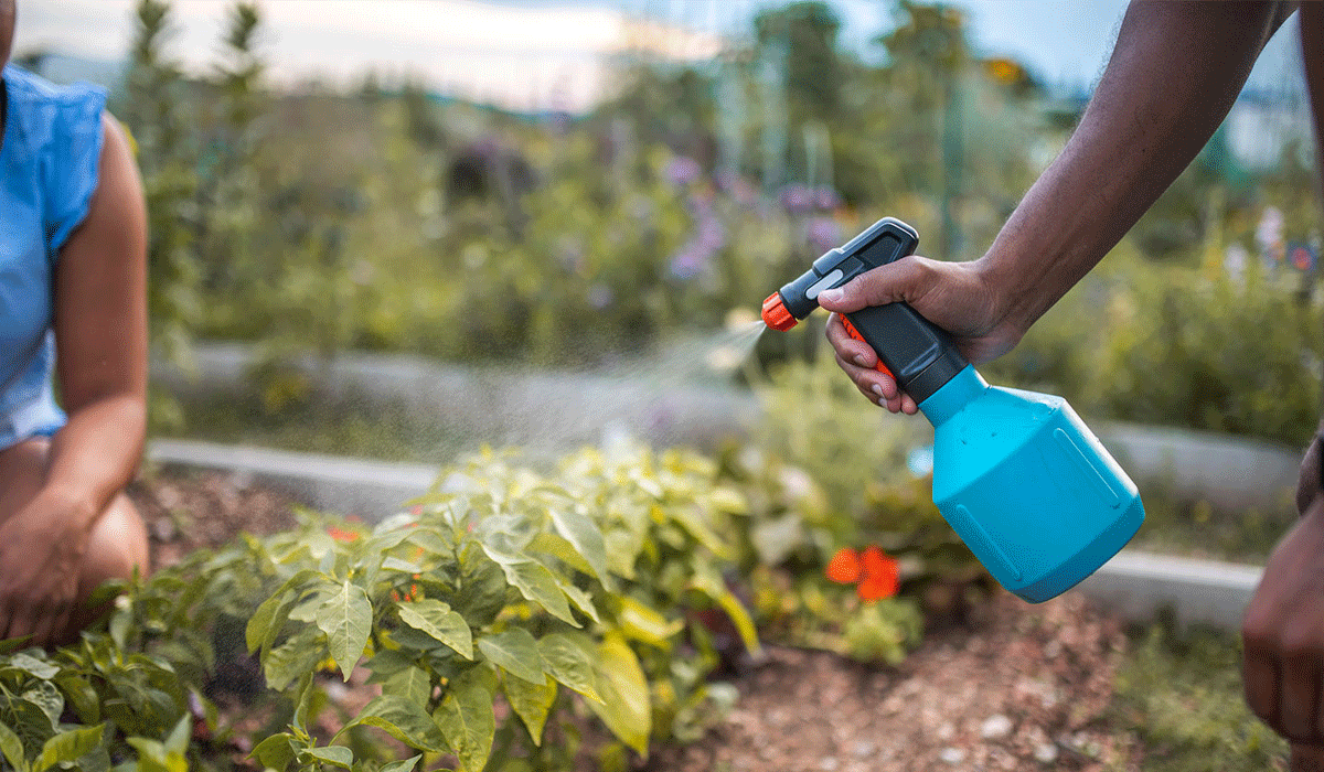 Using Plants As Natural Pest Repellents