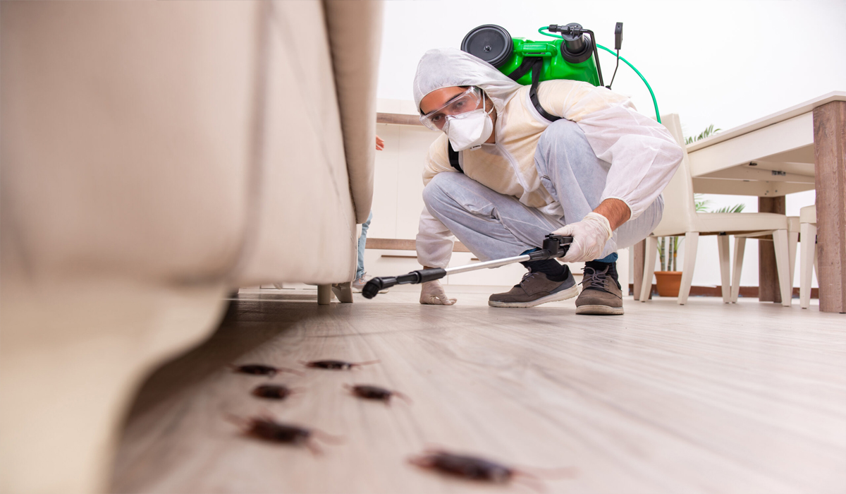 Benefits of Expert Pest Removal for Homes