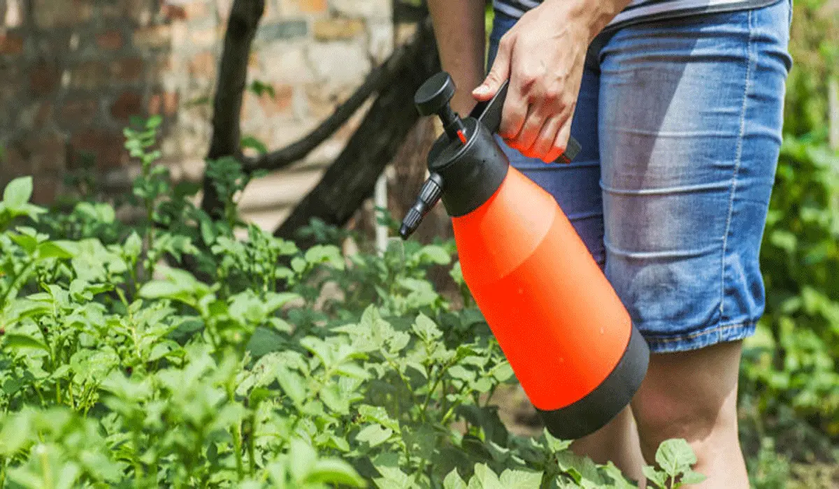 Effective Ways to Stop Plant Pests Before They Strike