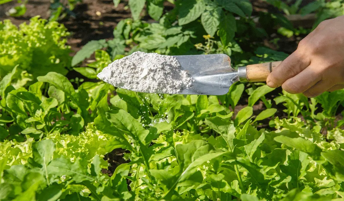 Natural Ways to Control Pests Without Chemical Pesticides